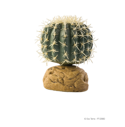 Barrel Cactus small