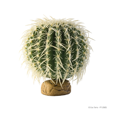 Barrel Cactus large