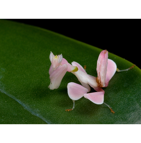 Orkideé Bönsyrsa