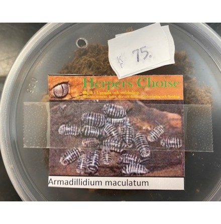 Armadillidium maculatum