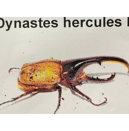 Dynastes hercules lichy