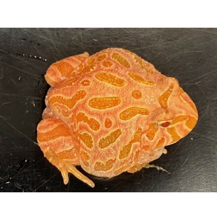Ceratophrys cranwelli apricot