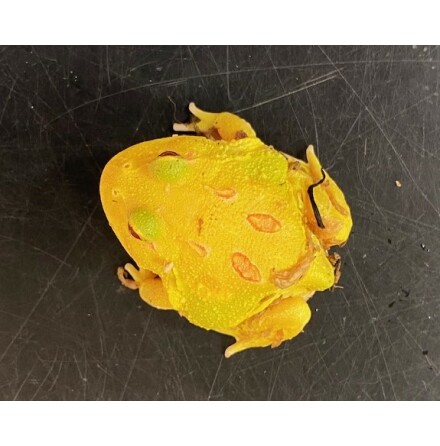 Ceratophrys cranwelli Pikachu