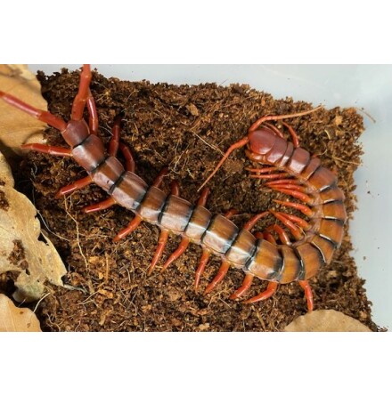 Scolopendra s dehaani Cherry Red Malaysia